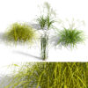 GW_Ornamental Grasses & Sedges collection GW_Ornamental Grasses & Sedges collection