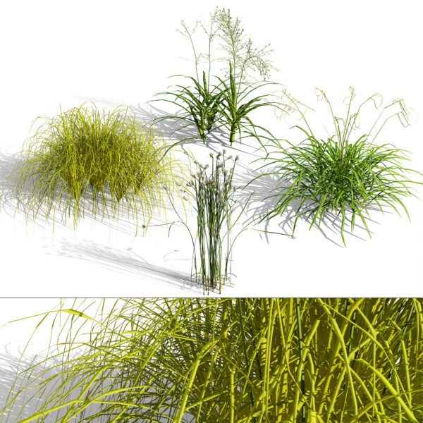 GW_Ornamental Grasses & Sedges collection GW_Ornamental Grasses & Sedges collection