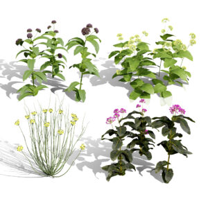 North American Milkweeds Vol. 04 North American Milkweeds Vol. 04