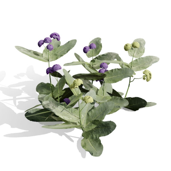 01 Asclepias welshii 2