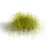 01 Carex elata Aurea