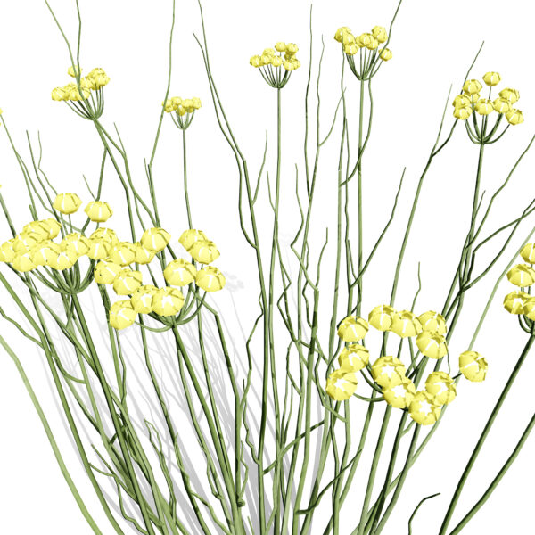 Asclepias albicans xz23