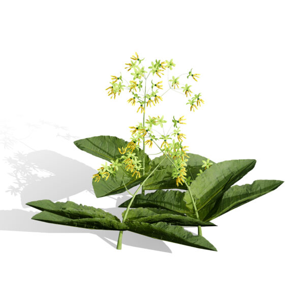 Asclepias nyctaginifolia