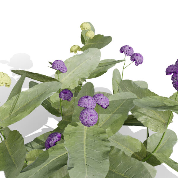 Asclepias welshii 2 saedqw