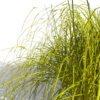 Carex elata Aurea z1