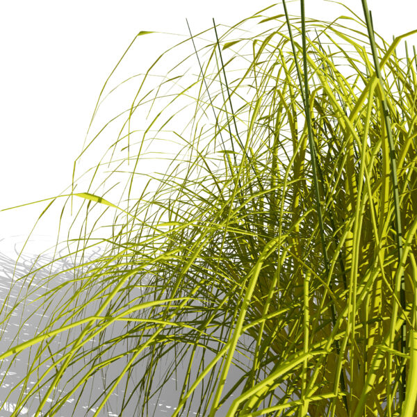 Carex elata Aurea z1