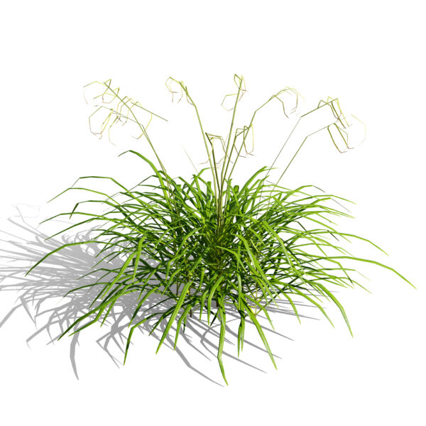 Carex pendula