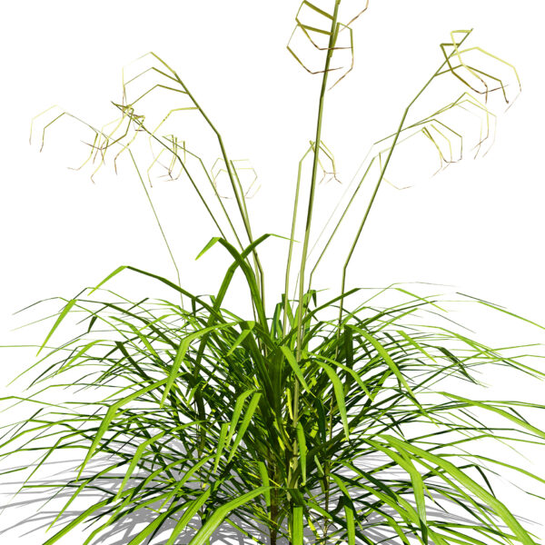 Carex pendula za32