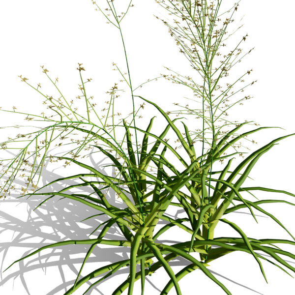 Luzula sylvatica z23