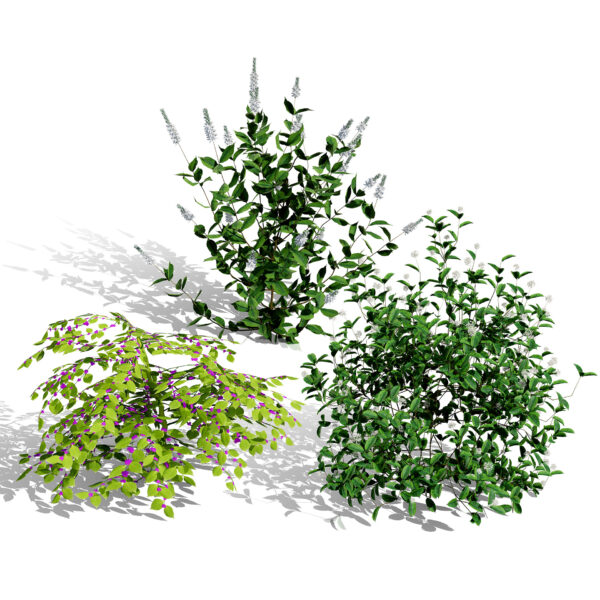 North American Shrubs
