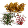 North American Shrubs North American Shrubs
