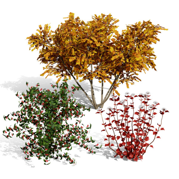 North American Shrubs North American Shrubs
