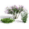 North American Shrubs 3D Model Collection
