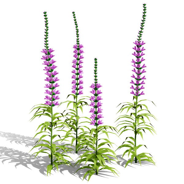 01 Obedient plant 2