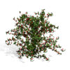 1- Winterberry (Ilex verticillata)