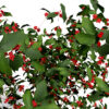1- Winterberry (Ilex verticillata) 25