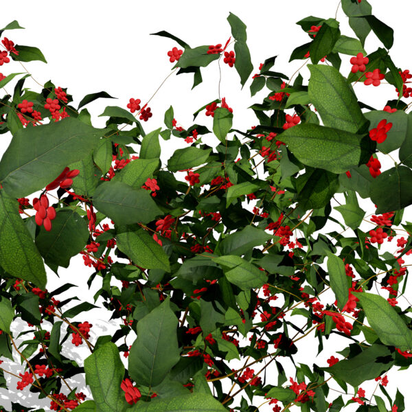 1- Winterberry (Ilex verticillata) 25