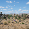 Arabian Plants and Trees 3D Pack Arabian Plants and Trees 3D Pack