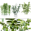 Arabian Agricultural Crops (2)