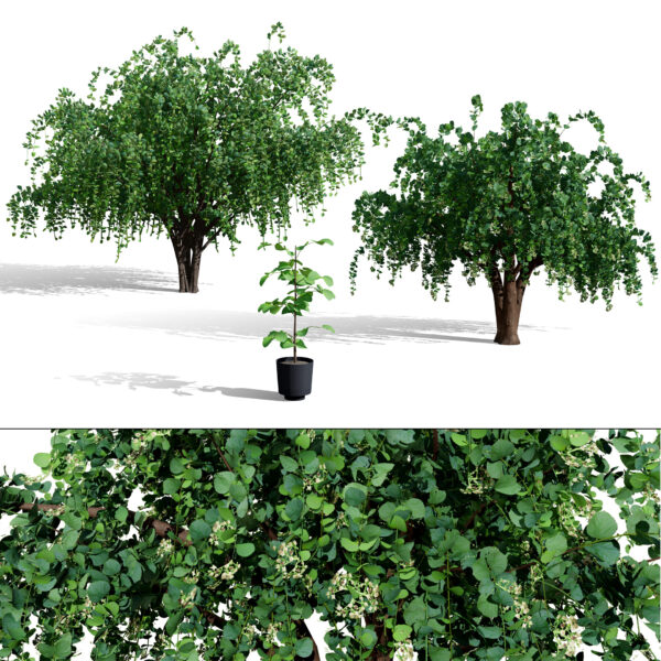 Arabian Assyrian Plum Tree (1)