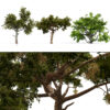 Arabian Charcoal Tree Pack (2)