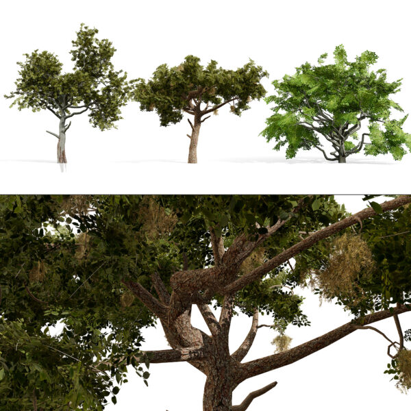 Arabian Charcoal Tree Pack (2)