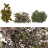 Arabian Ethel Tamarix Trees (2)