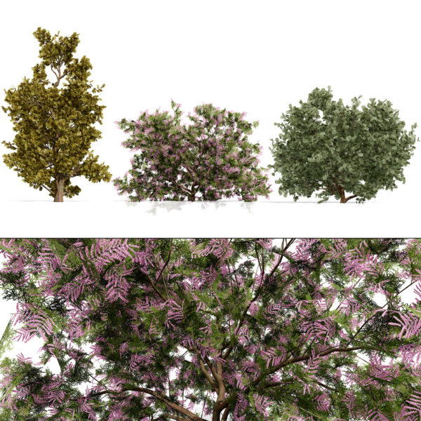 Arabian Ethel Tamarix Trees (2)
