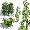 Arabian Fava Bean Plant (2)