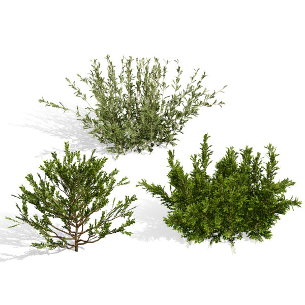 Arabian Qurm Bush (2)