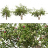 Arabian Sidr Tree (2)