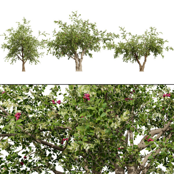 Arabian Sidr Tree (2)