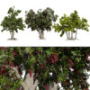 Arabian Toothbrush Tree (2)