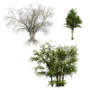Arabian Wild Drumstick Tree (2)