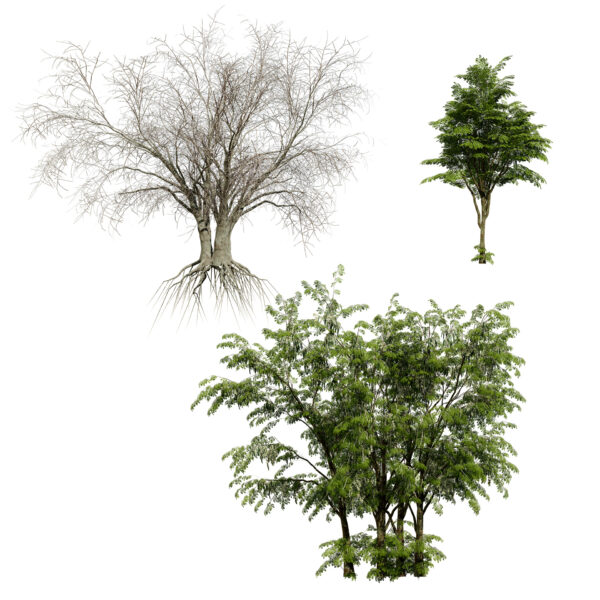 Arabian Wild Drumstick Tree (2)