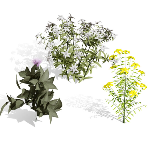 Arabian plants collection (2)