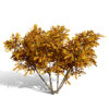 Hazelnut (Corylus americana)
