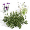 Heliotropium Arbainense & Desert Flower Set (2)
