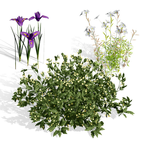 Heliotropium Arbainense & Desert Flower Set (2)