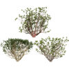 High-Detail Desert Frankincense Tree (2)