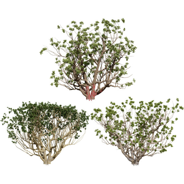 High-Detail Desert Frankincense Tree (2)