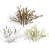 Low-Poly Arabian Desert Shrubs (2)