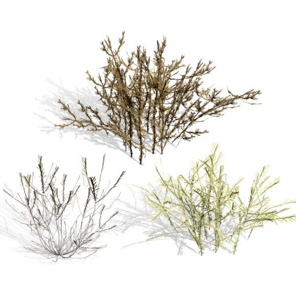 Low-Poly Arabian Desert Shrubs (2)