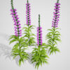 Obedient plant 2 Z43
