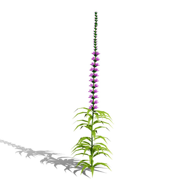 Obedient plant