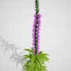 Obedient plant Z2