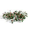 Partridgeberry