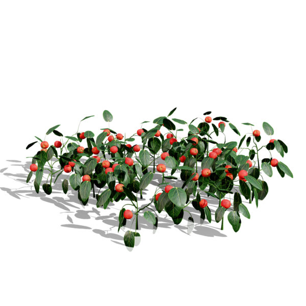 Partridgeberry
