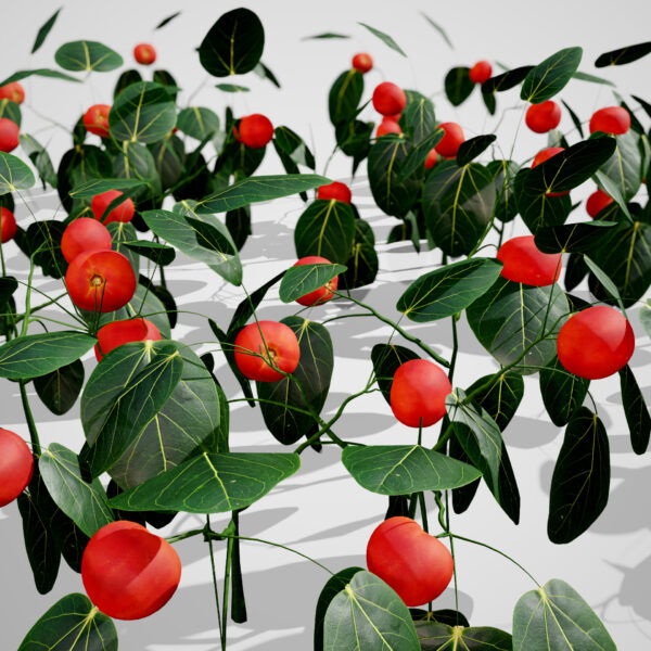 Partridgeberry Z43
