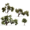 Prosopis Cineraria (2)